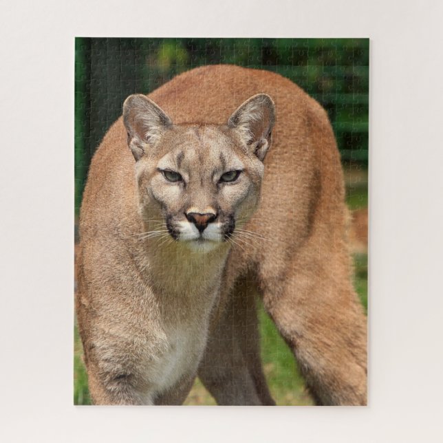 Quebra-cabeça Cougar Lion Jigsaw (Vertical)