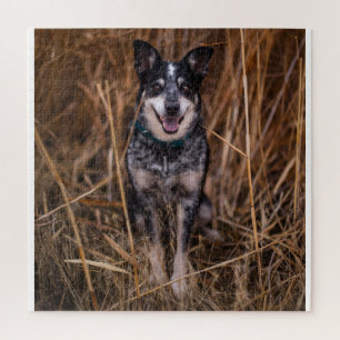 Quebra-cabeça Coveiro australiano Heeler