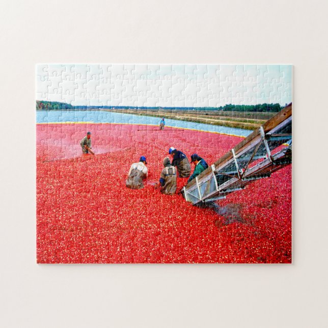 Quebra-cabeça Cranberry Harvest New Jersey. (Horizontal)