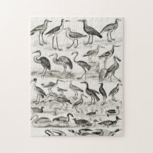 Crédito de Cobrança de Pássaros Ornitológicos Pret