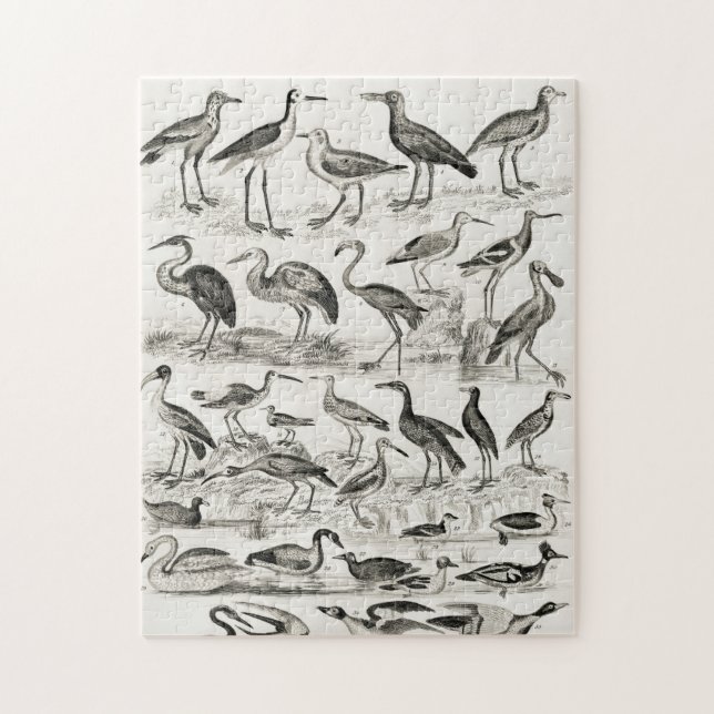 Quebra-cabeça Crédito de Cobrança de Pássaros Ornitológicos Pret (Vertical)