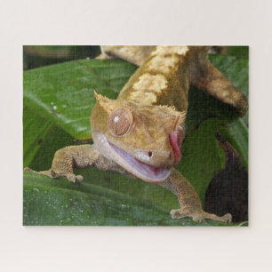 Quebra-cabeça Crested Gecko