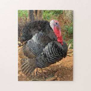 Quebra-cabeça Criação de aves na Turquia