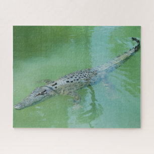 Quebra-cabeça Crocodilo Verde Réptil Animal Selvagem, 520 pedaço