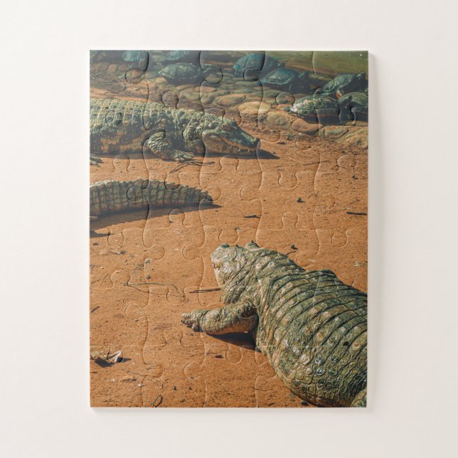 Quebra-cabeça Crocodilos Curtos Nósseos Balneares Solares Perto  (Vertical)