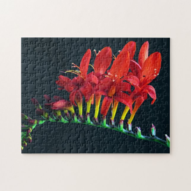 Quebra-cabeça Crocosomia Lucifer Montbretia Floral (Horizontal)