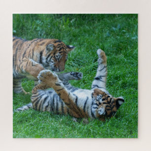 Quebra-cabeça Cubos de Tigre Energetico