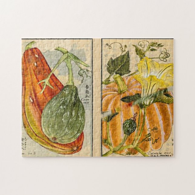 Quebra-cabeça Cucurbita pepo - Seikei Zusetsu (Horizontal)