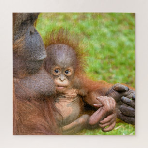 Quebra-cabeça Cuddle da Mãe de Orangutan, cerejada