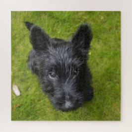 Quebra-cabeça Custa Scottish Terrier Puppy
