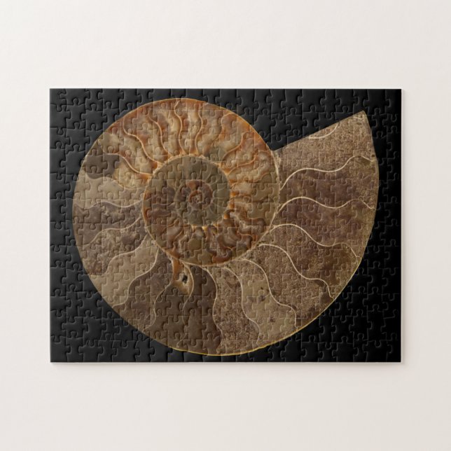 Quebra-cabeça Cut Ammonite Fossil (Horizontal)