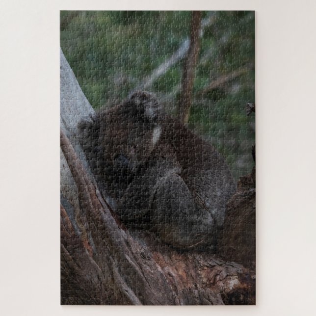 Quebra-cabeça Cute Koala dormindo em árvore, Austrália, 1014 peç (Vertical)