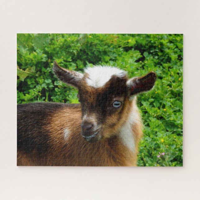 Quebra-cabeça Cute Nigerian Dwarf Goat Kid with Blue Eyes (Horizontal)