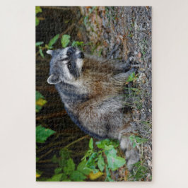 Quebra-cabeça Cute Posing North American Raccoon