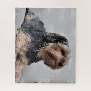 Quebra-cabeça Cute Yorkie Yorkshire Terrier Sunbelt