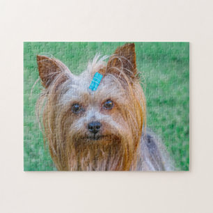 Quebra-cabeça Cute Yorkshire Terrier Dog Head