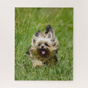 Quebra-cabeça Cute Yorkshire Terrier passando por Grass