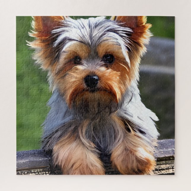 Quebra-cabeça Cute Yorkshire Terrier Puppy Dog (Vertical)
