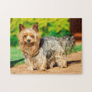 Quebra-cabeça Cute Yorkshire Terrier Yorkie Dog Puppy