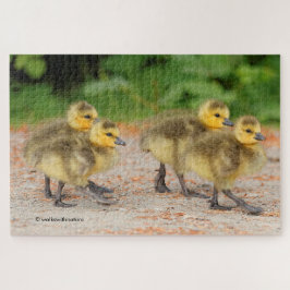 Quebra-cabeça Cuteness on Parade: Canada Goose Goslings