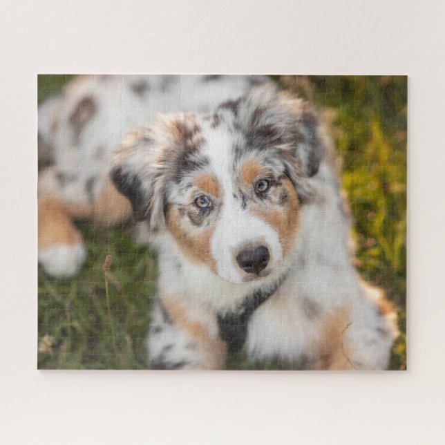 Quebra-cabeça Cutest Baby Animals | Australian Shepherd Puppy (Horizontal)