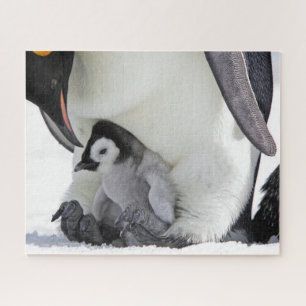 Quebra-cabeça Cutest Baby Animals   Baby Emperor Penguin