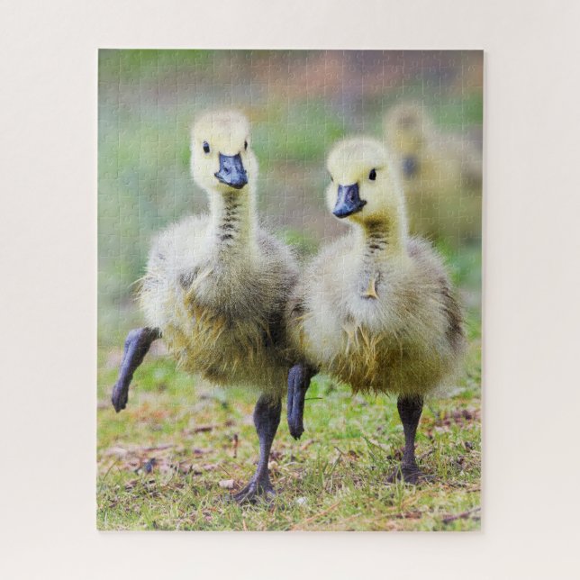 Quebra-cabeça Cutest Baby Animals | Canadian Goose Goslings (Vertical)