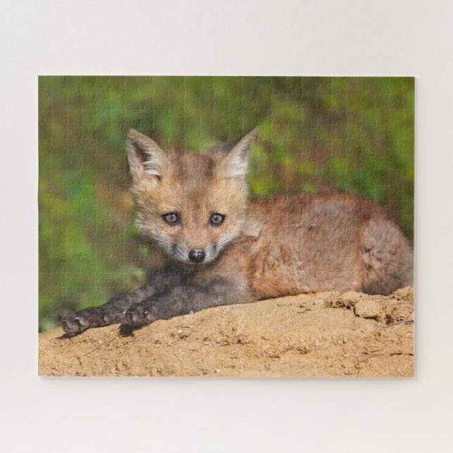 Quebra-cabeça Cutest Baby Animals | Red Fox Pup (Horizontal)