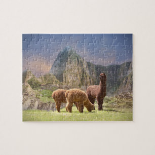 Quebra-cabeça da alpaca