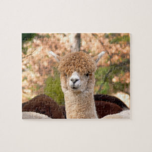 Quebra-cabeça da alpaca com caixa de presente