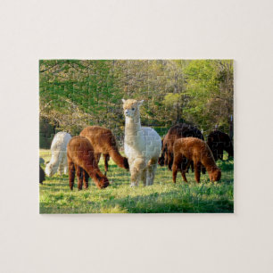 Quebra-cabeça da alpaca com caixa de presente