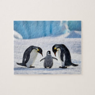 Quebra-cabeça da Família Penguin