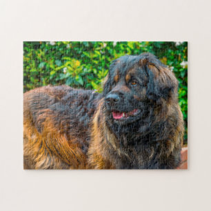 Quebra-cabeça da raça de cães Leonberger.