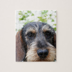 Quebra-cabeça Dachshund de cabelo do fio diminuto