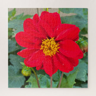 Quebra-cabeça Dahlia Bright Red