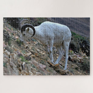 Quebra-cabeça Dall Sheep em uma colina