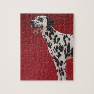 Quebra-cabeça Dalmatian 6