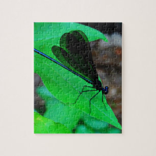 Quebra-cabeça Damselfly azul em uma folha verde.