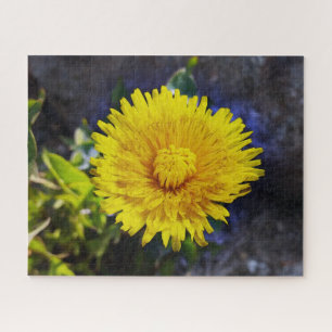 Quebra-cabeça Dandelion à luz do sol