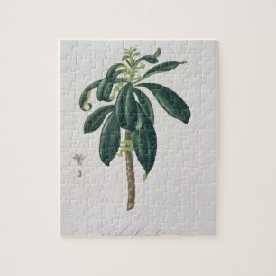 Quebra-cabeça Daphne Laureda de "Phytographie Medicale" por Jos