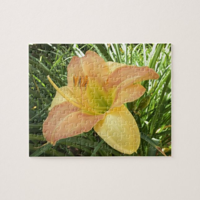 Quebra-cabeça DAYLILY "Blond Baby" — Cor de laranja verde amarel (Horizontal)