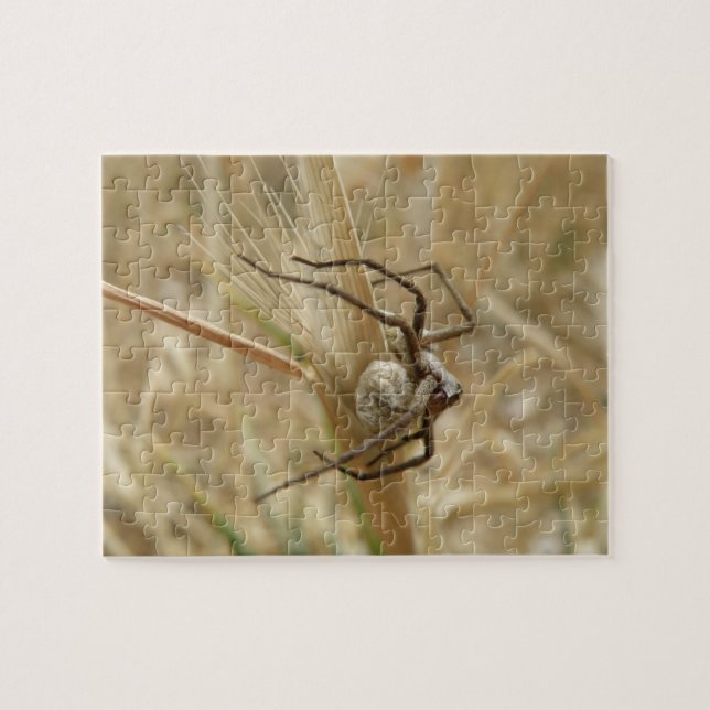 Quebra-cabeça de aranha e saco de ovos (Horizontal)