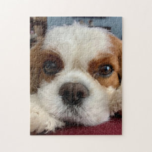 Quebra-cabeça de Blenheim Cavalier King Charles S