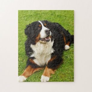 Quebra-cabeça de cães da serra Bernese