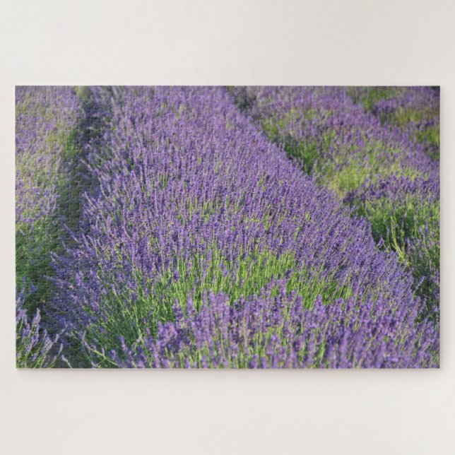 Quebra-cabeça de campo lavanda (Horizontal)