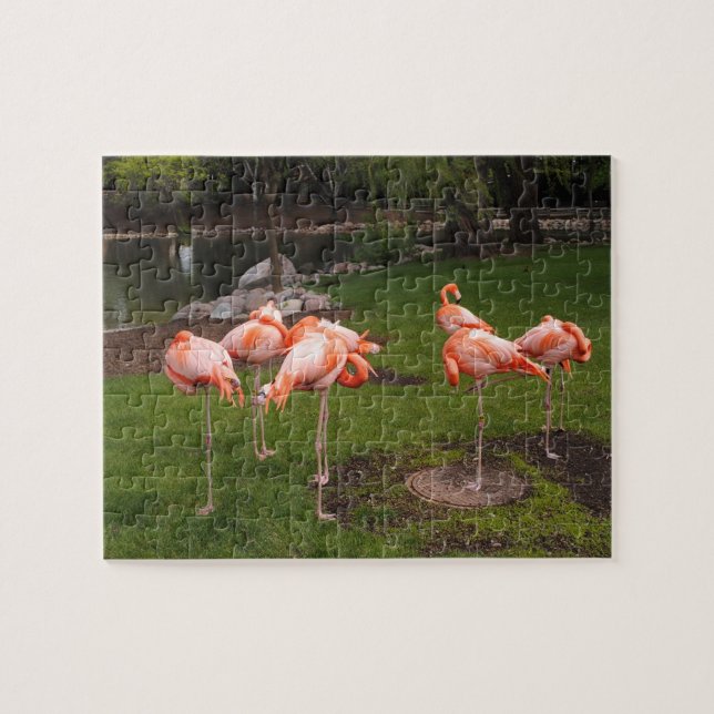 Quebra-cabeça de Flamingos (Horizontal)