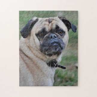 Quebra-cabeça de Fotografia de Pug Adorável