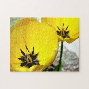 Quebra-cabeça de Fotografia de Tulip Amarelo