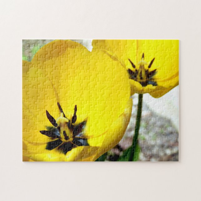 Quebra-cabeça de Fotografia de Tulip Amarelo (Horizontal)
