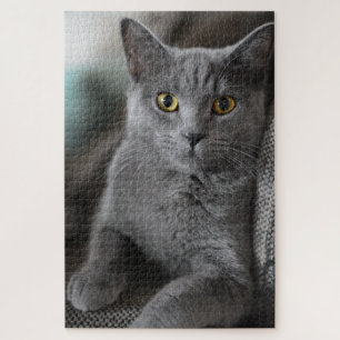 quebra-cabeça de gato de casa